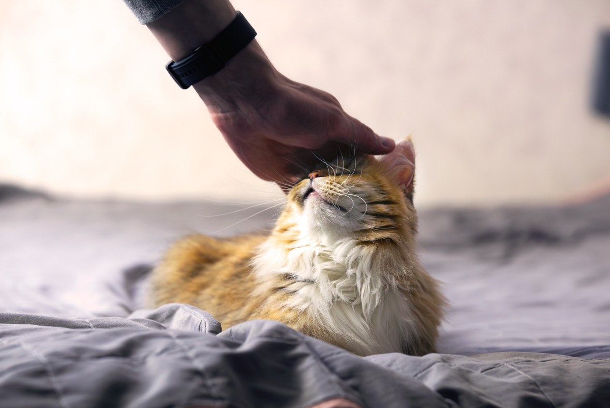 茶桌上的温馨邛遇,流浪猫的温暖瞬间点亮生活之美